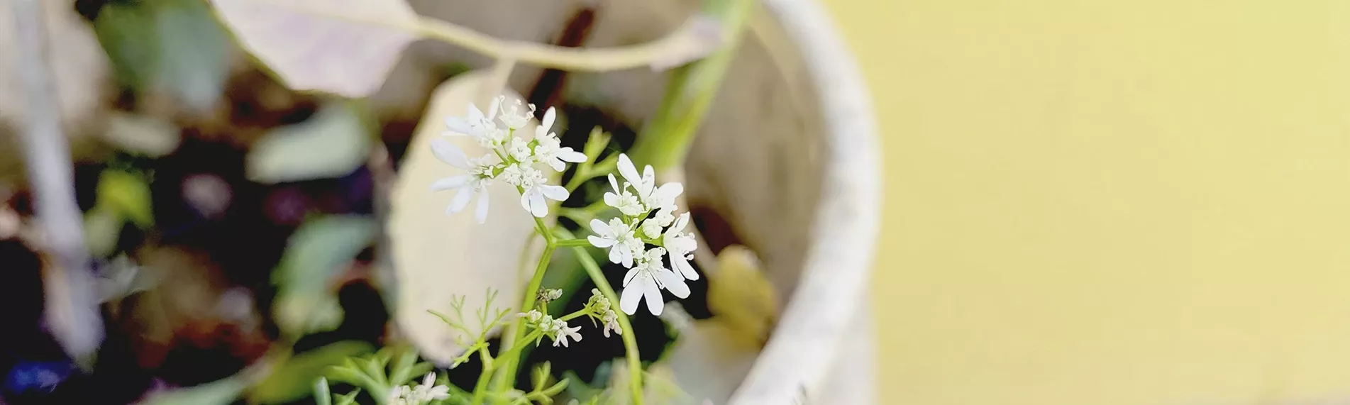 Sesión Naturopática en Valladolid