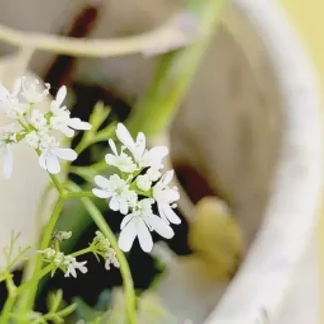 Sesión Naturopática en Valladolid